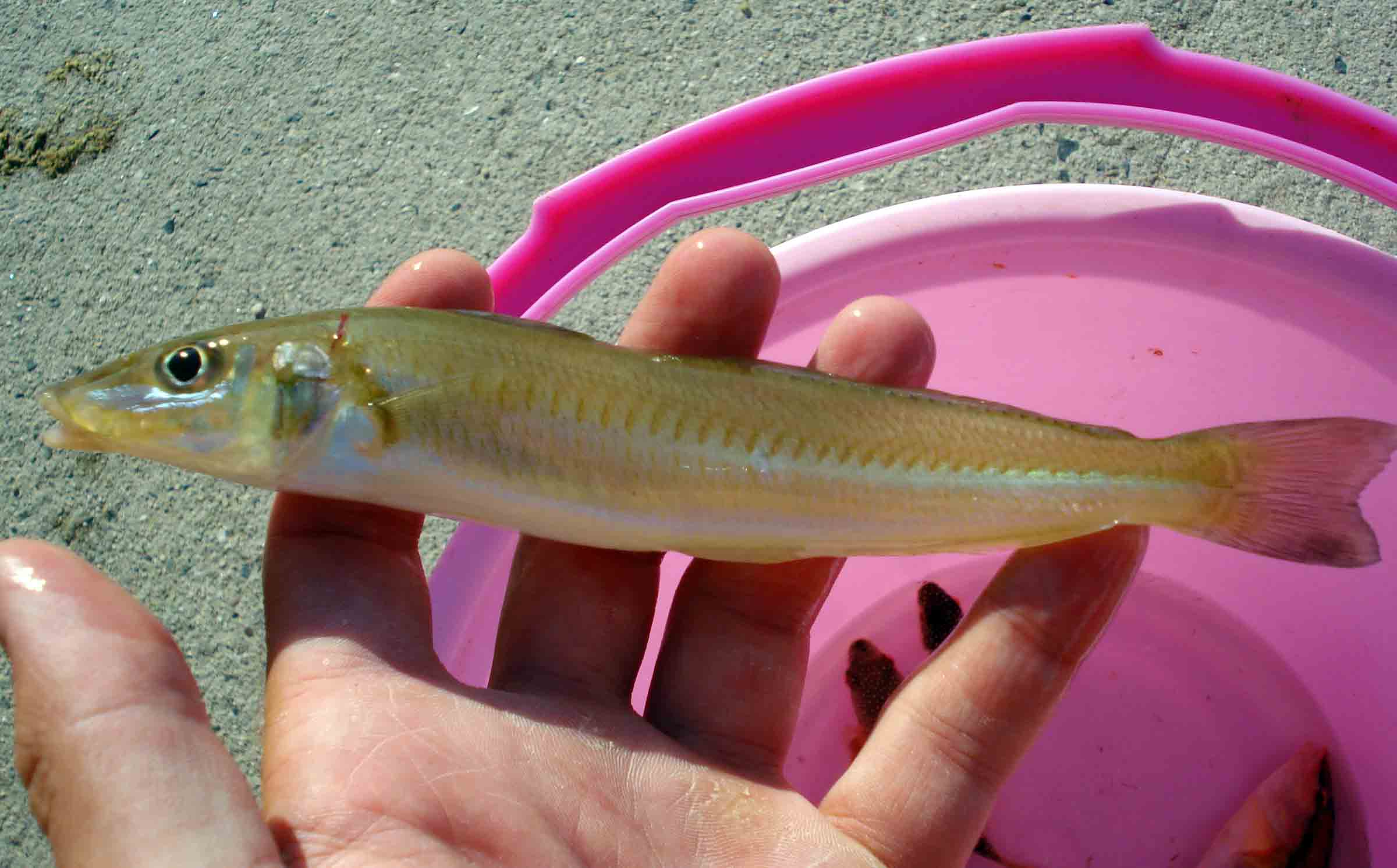 Freshwater and Saltwater Microfishing in Japan