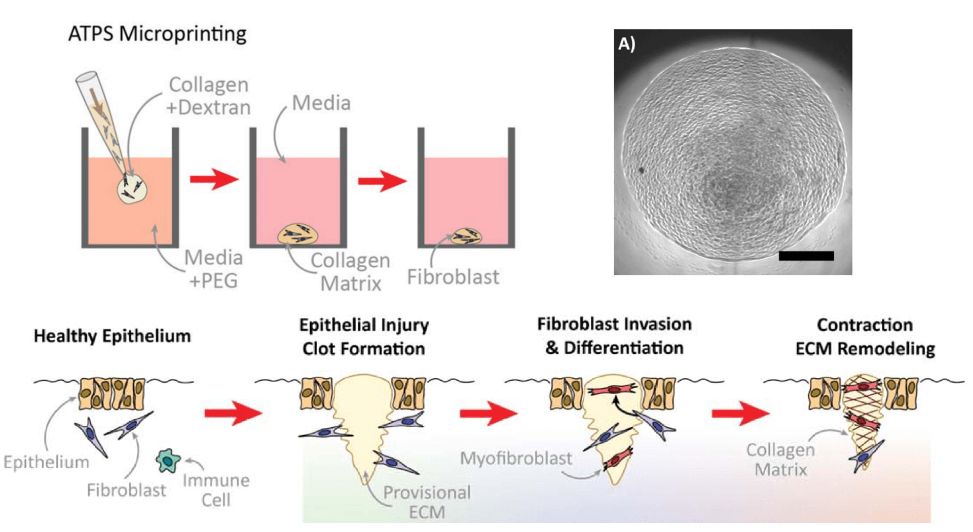 Bioassays Takayama Lab