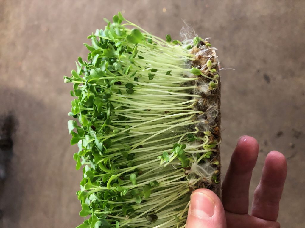 Microgreens hemp mat Grow Fresh, Healthy Greens OrganicCertified