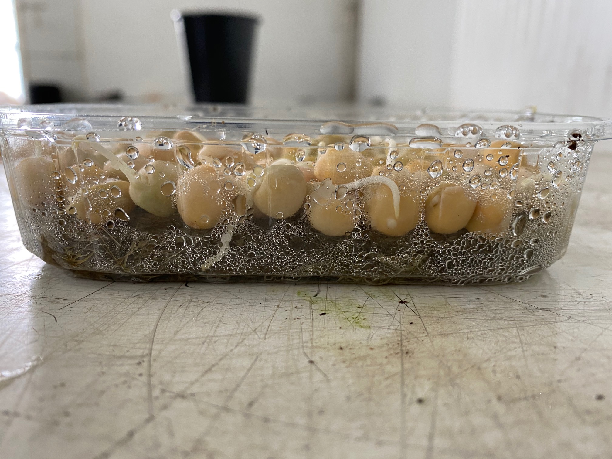 Microgreens hemp mat Grow Fresh, Healthy Greens OrganicCertified