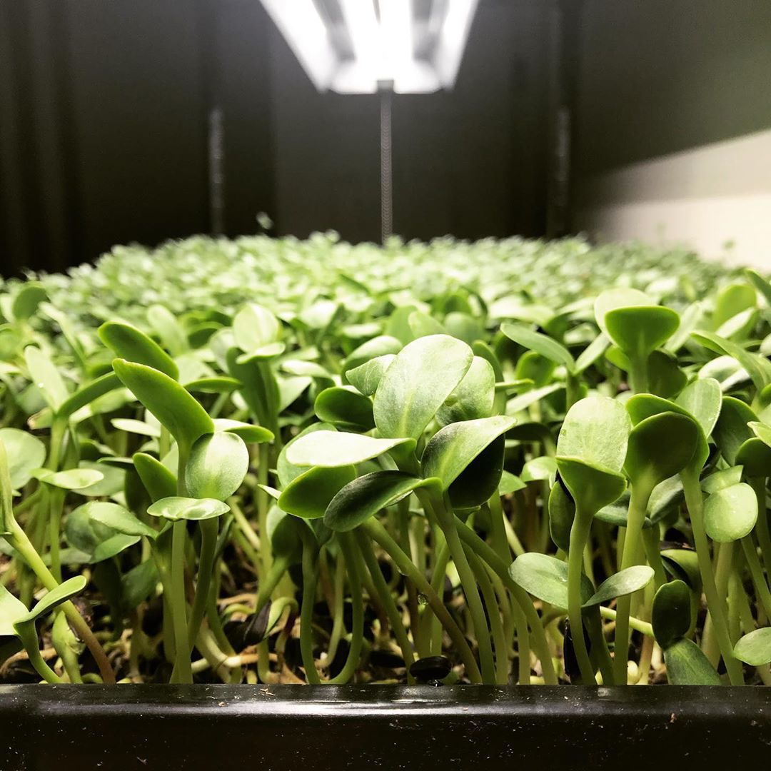 Clean Greens Micros A Stunning Microgreens Farm Based in North Port, Florida on a Mission to