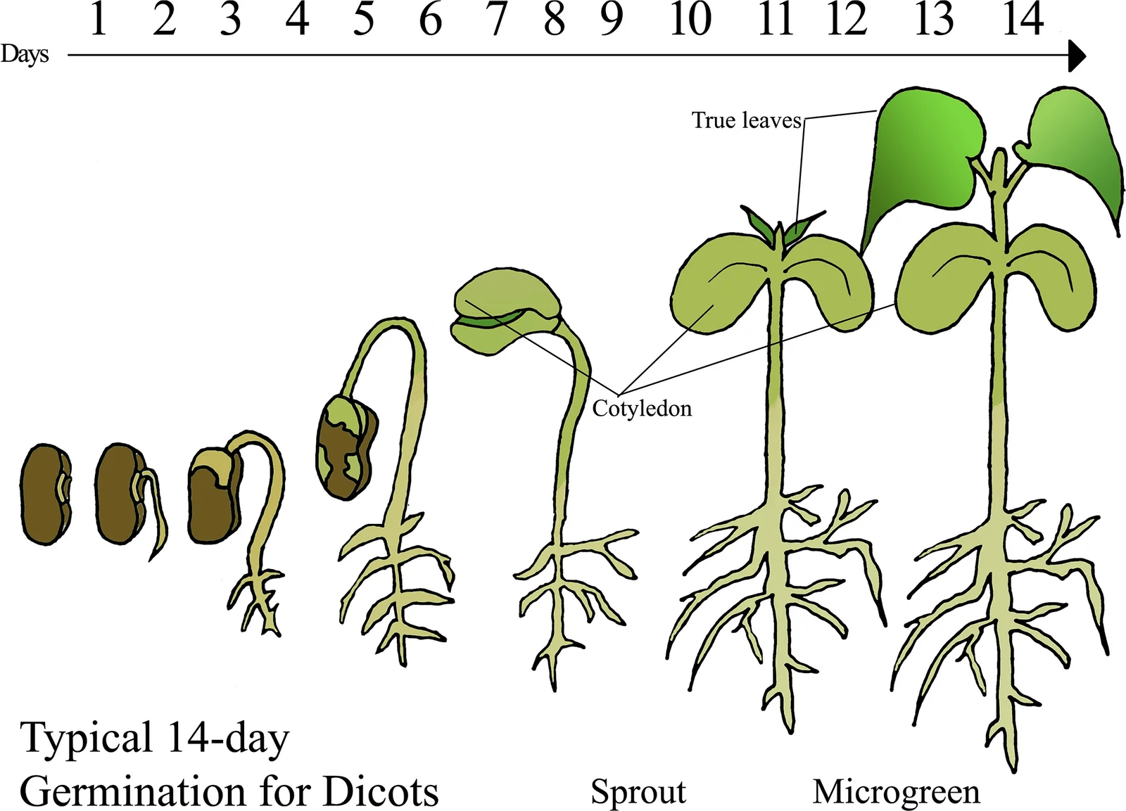 Broccoli Microgreens Nutrition Everything You Need To Know