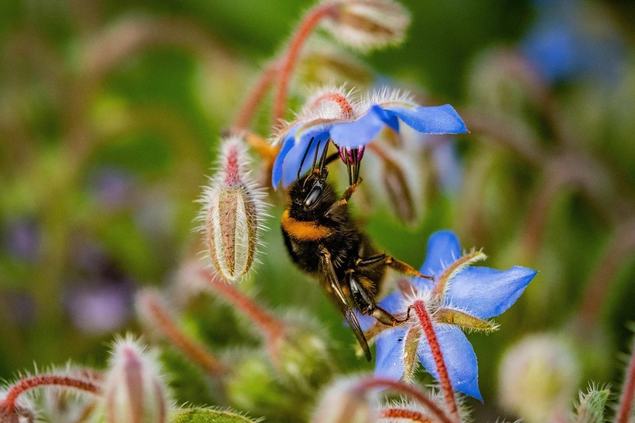 Boost Your Health with Borage Microgreens A Nutritional Guide