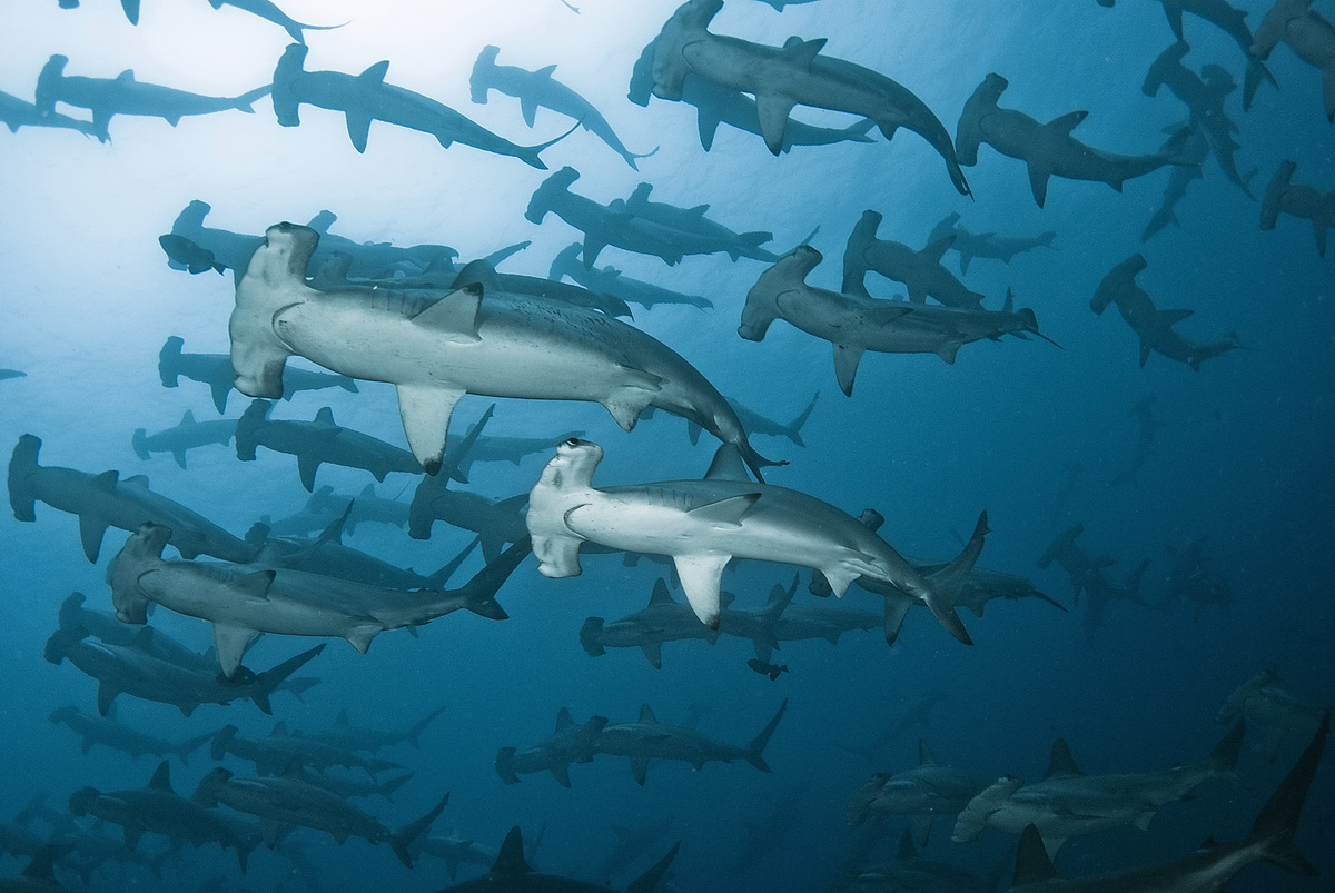 Sharks of the Tropical Pacific MCC
