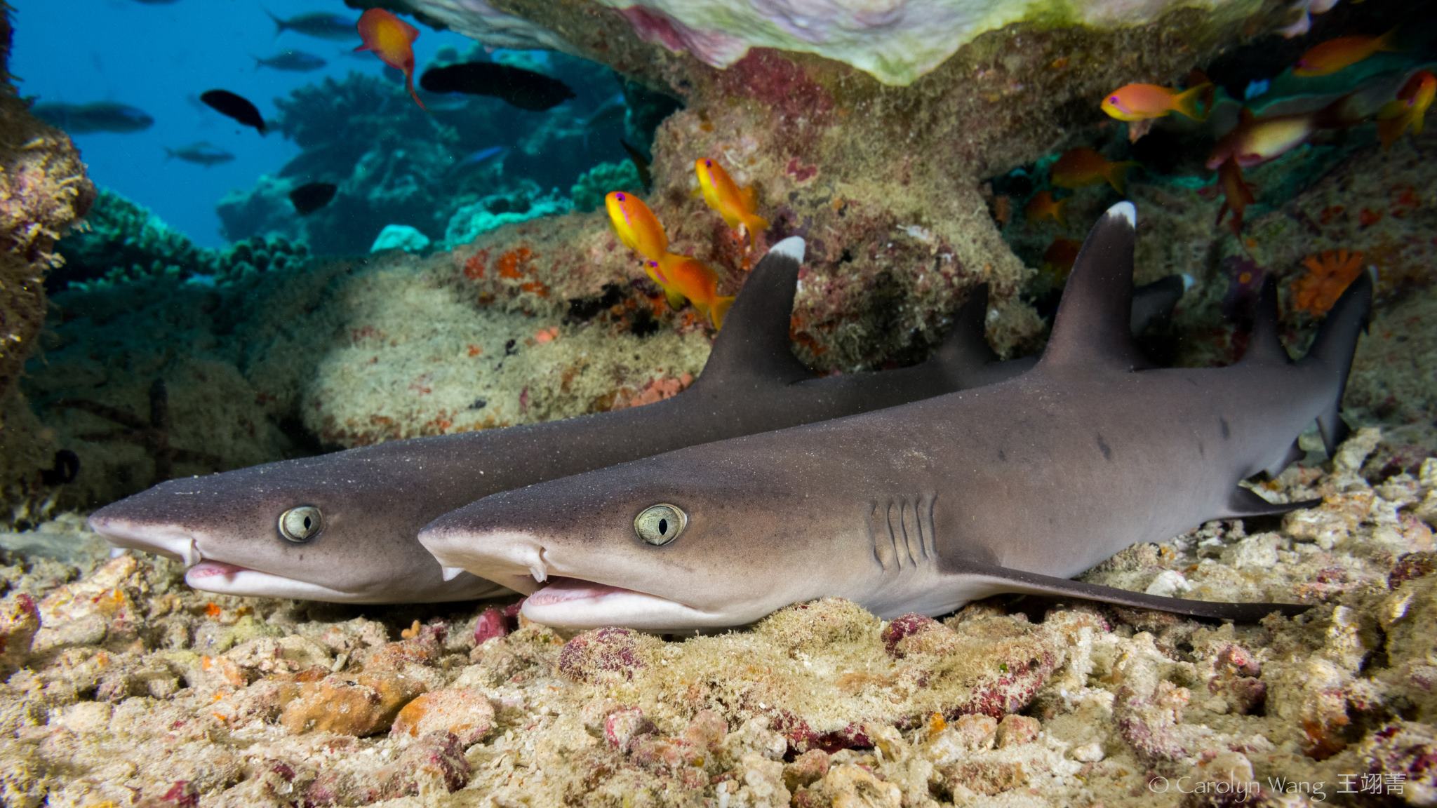Sharks of the Tropical Pacific MCC