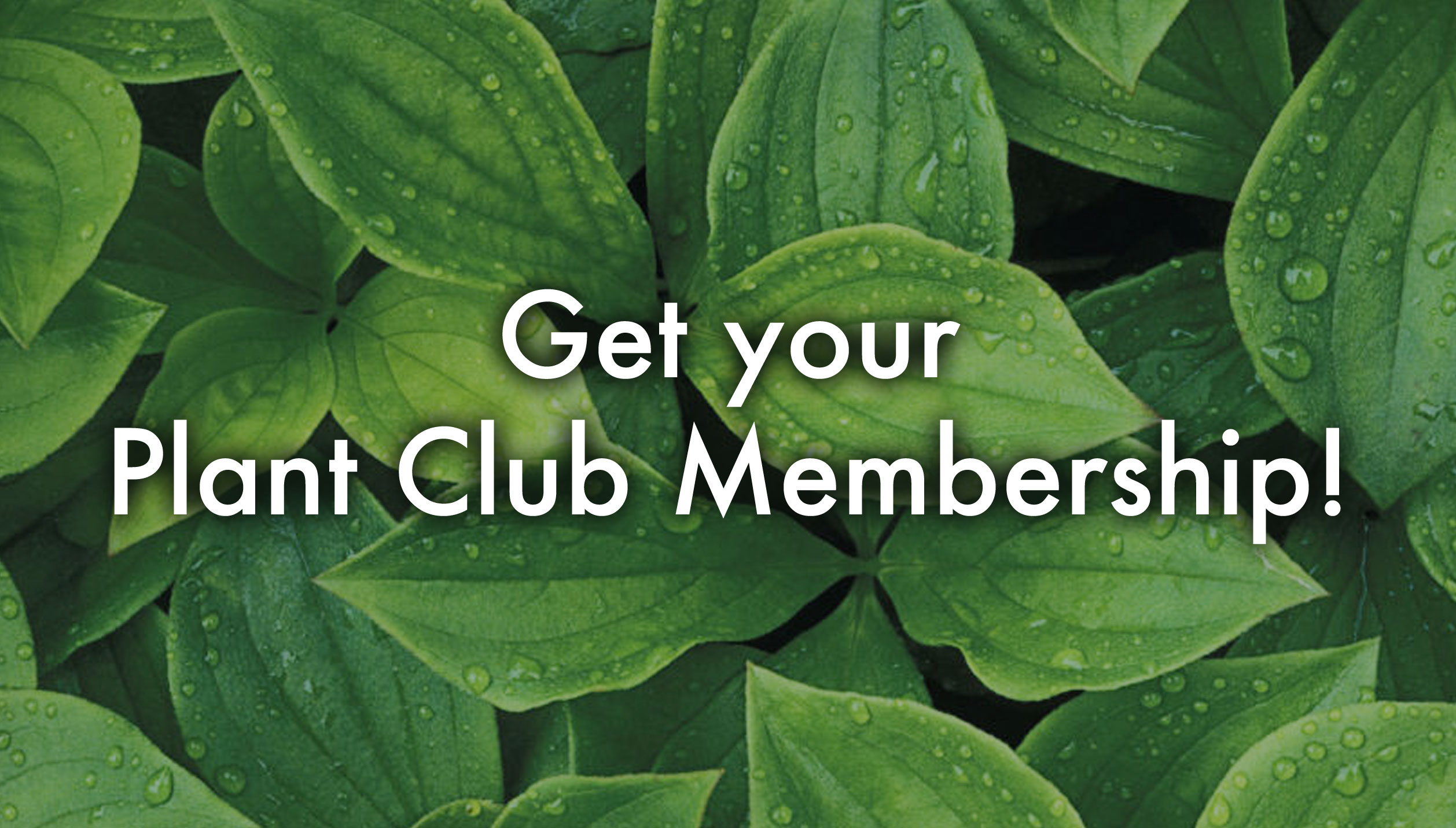 CLUBS MICRO PLANT STUDIO