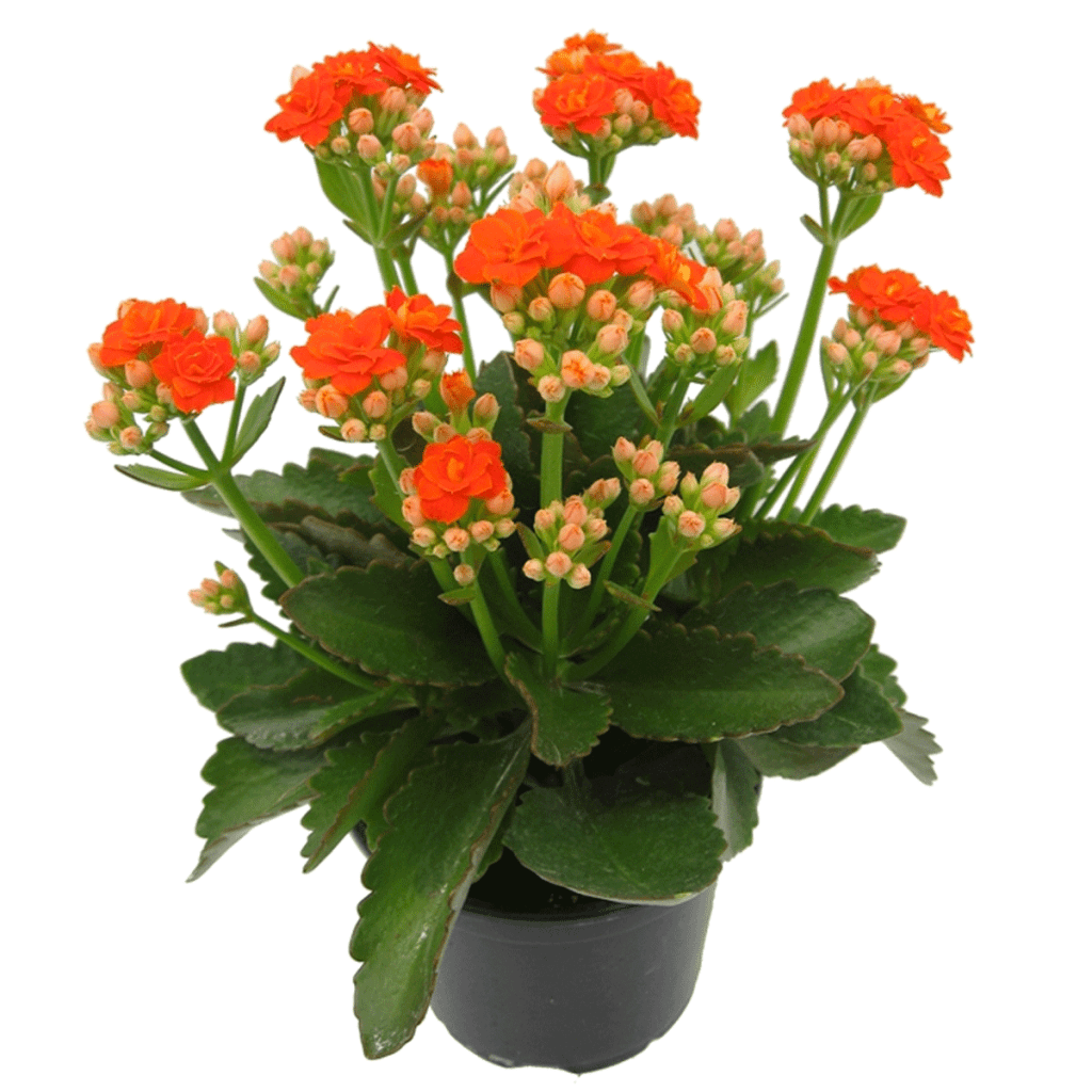 Kalanchoe MICRO PLANT STUDIO