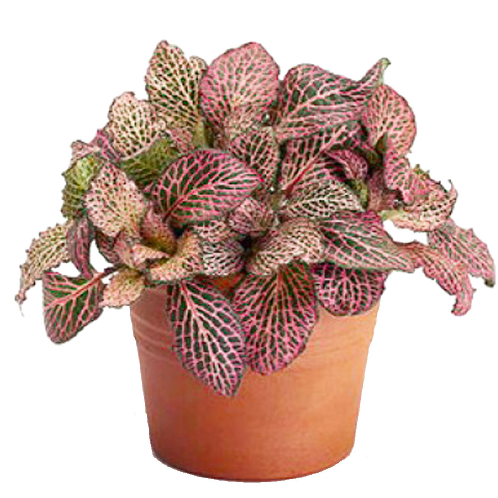 Fittonia Albivenis/Nerve Plant Pink Veins MICRO PLANT