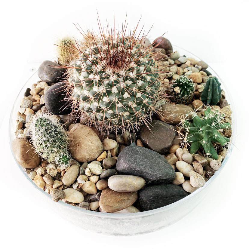 Cactus Terrarium in Zurich MICRO PLANT STUDIO
