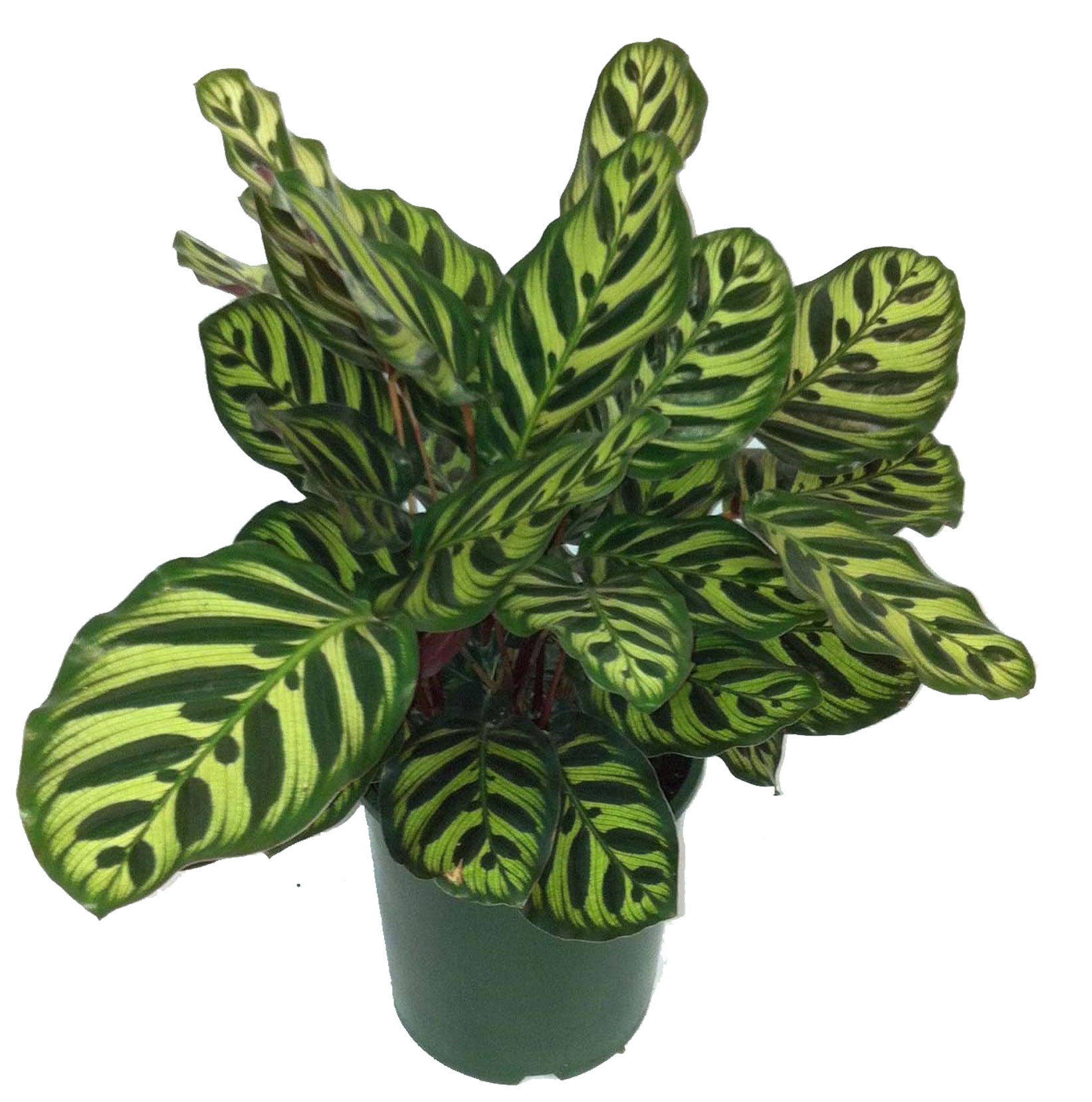 Calathea Peacock MICRO PLANT STUDIO