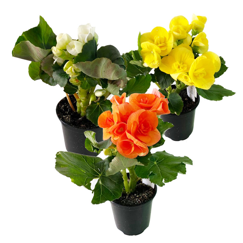 Rieger Begonia Outdoors