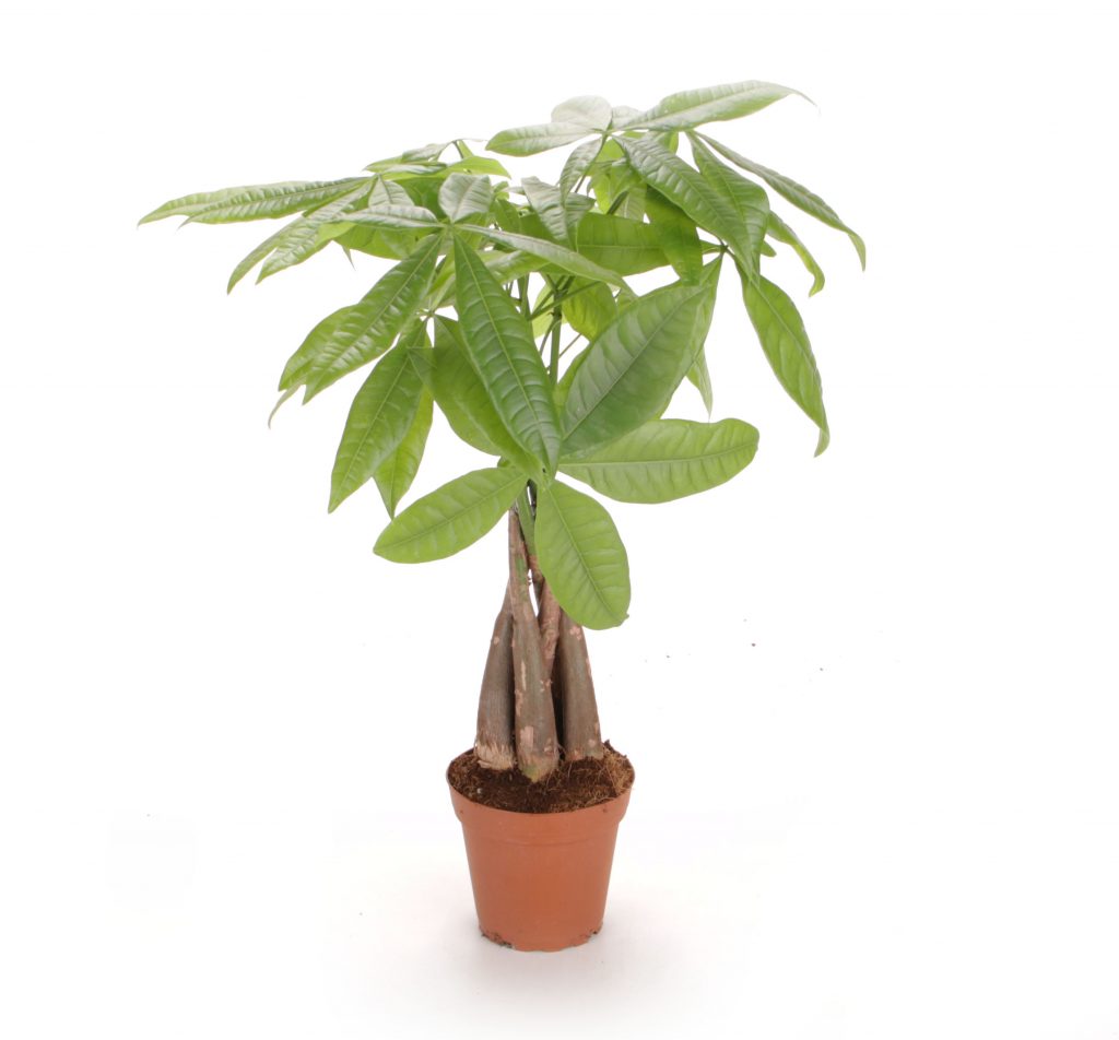 Money Tree MICRO PLANT STUDIO
