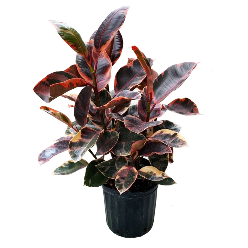 RUBBER PLANT PINK MICRO PLANT STUDIO