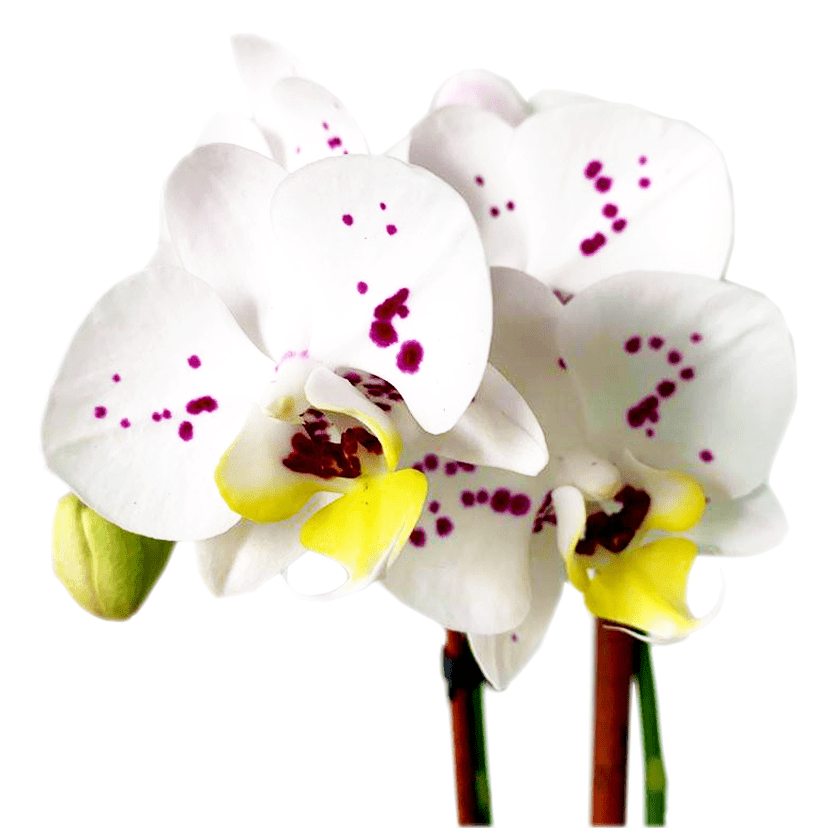 Orchid 07 MICRO PLANT STUDIO