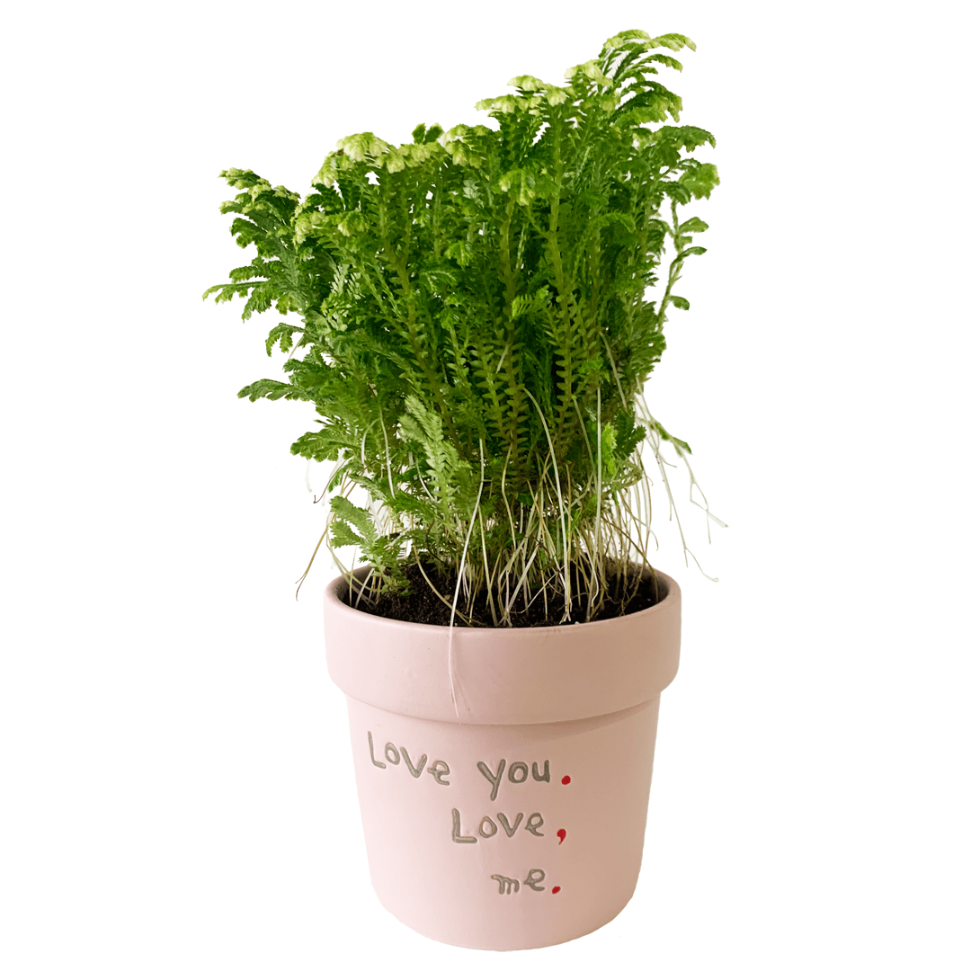 Punctuational Love with Fern MICRO PLANT STUDIO