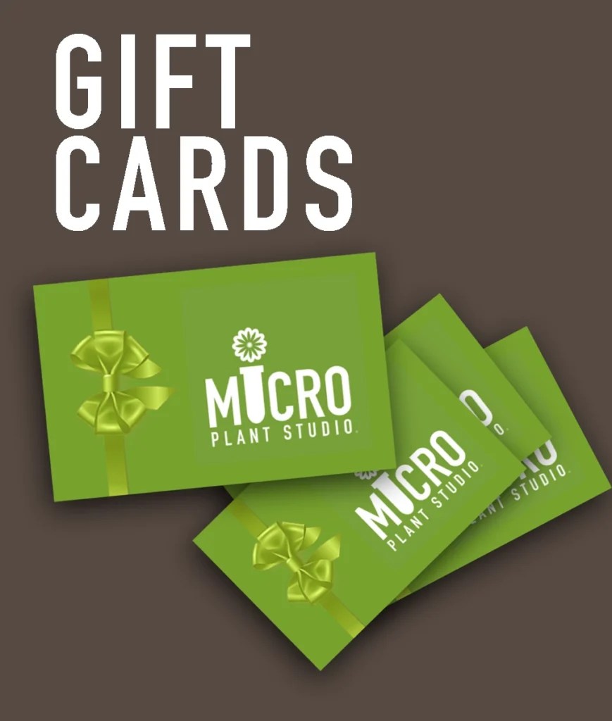 PLANT CARE IN NEW ENGLAND WINTER MICRO PLANT STUDIO