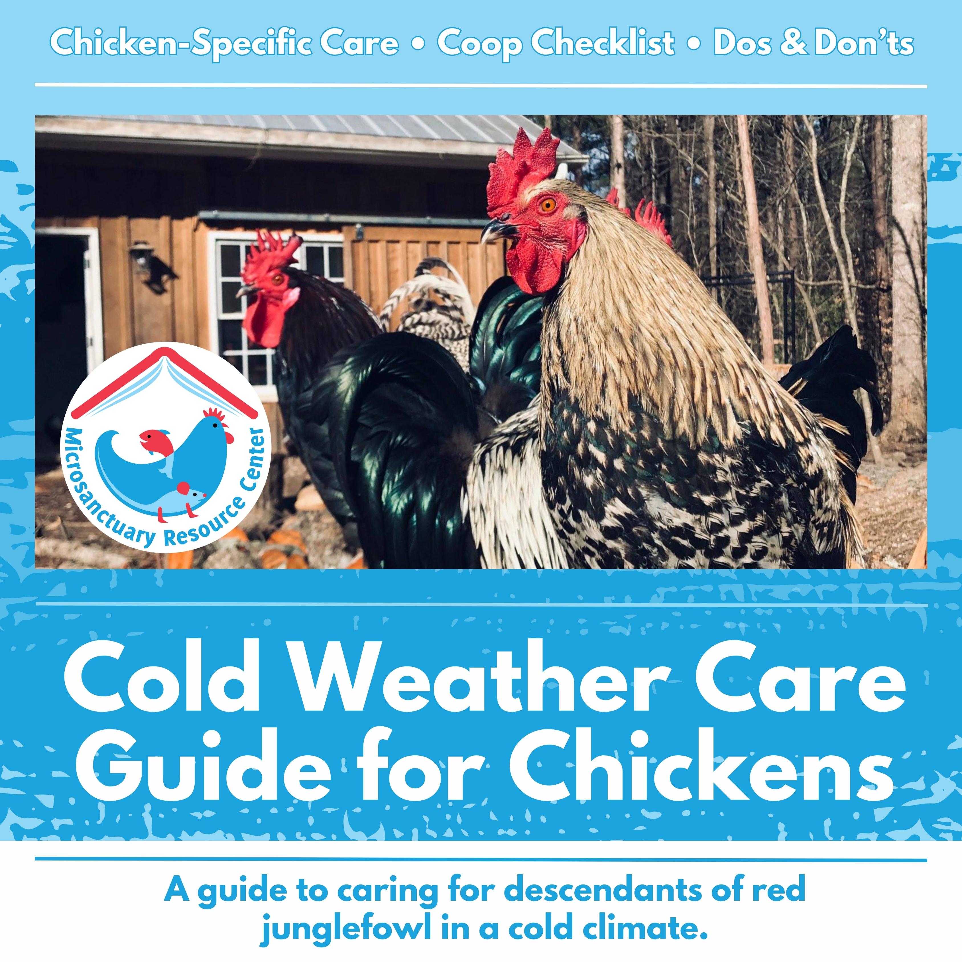 Cold Weather Care Guide for Chickens Microsanctuary Resource Center