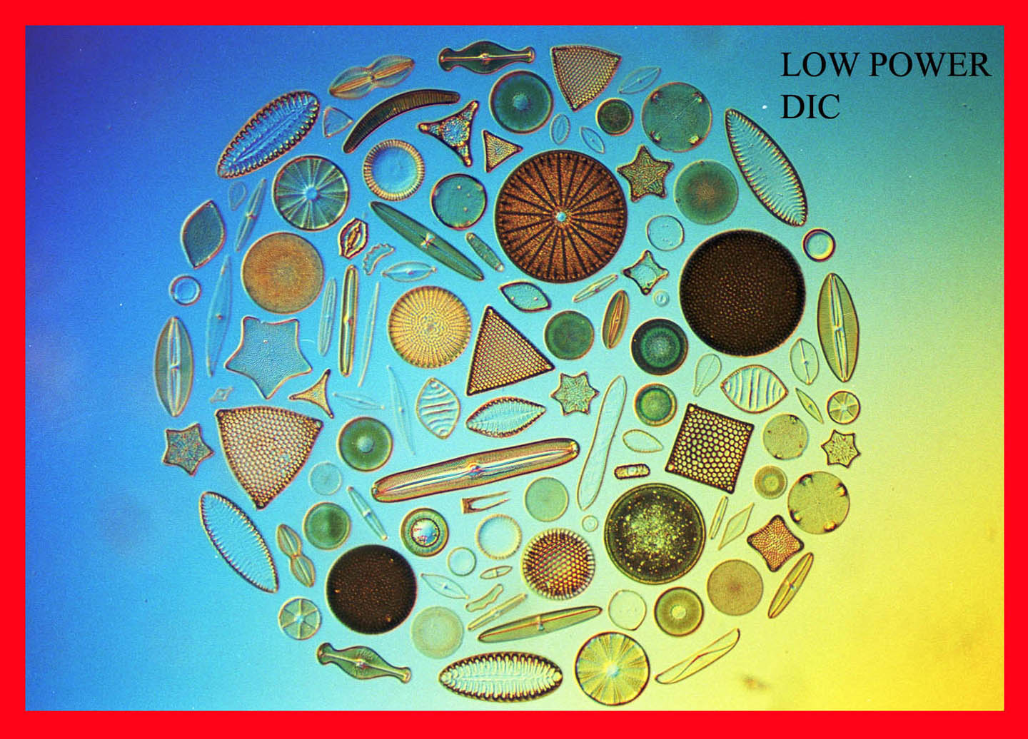 CIRCLE PATTERM OF ARRANGED DIATOMS