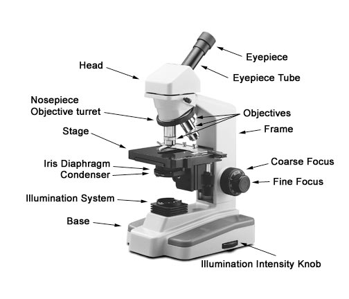 Microscope Gossary of Terms The Microscope Depot