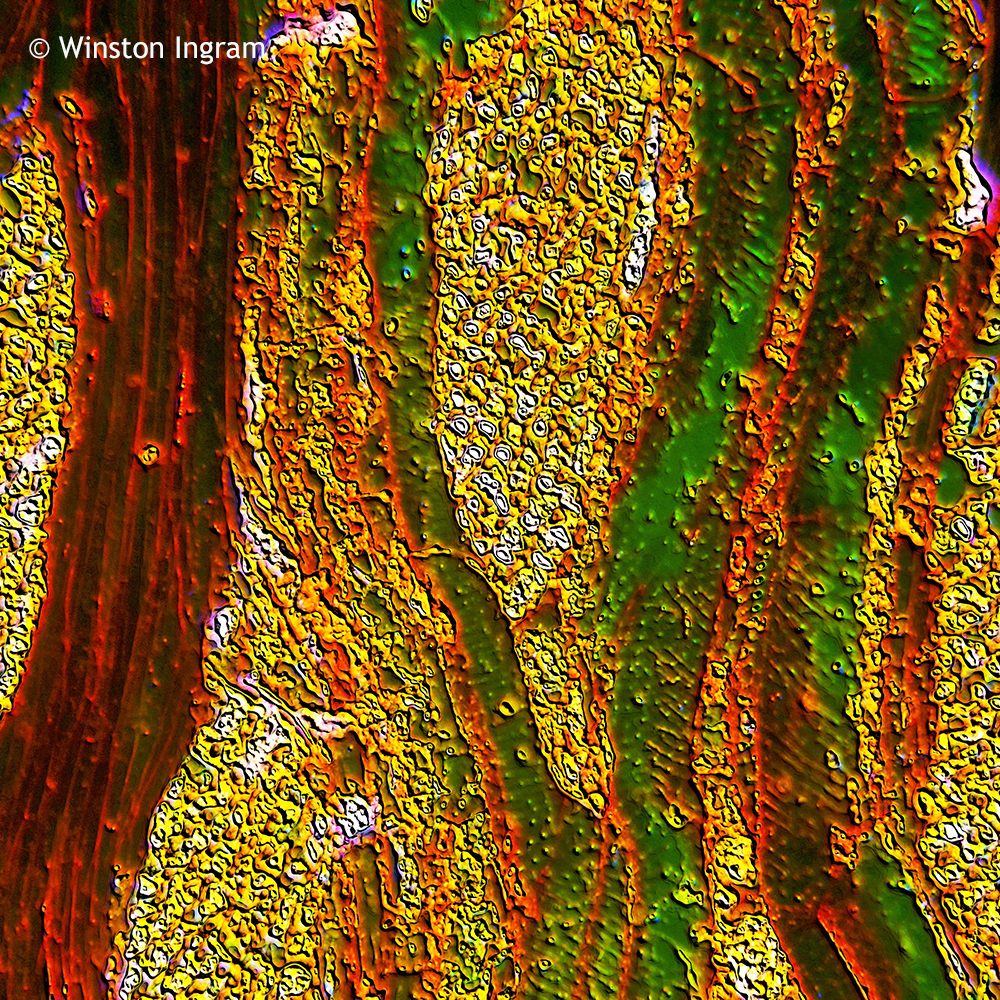 Microscopy Wood Microbus Microscope Educational Website