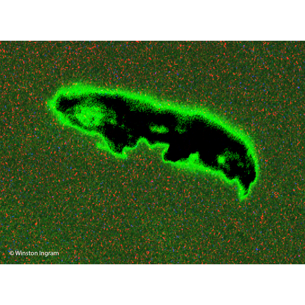 Water under the Microscope Microbus Microscope Educational site