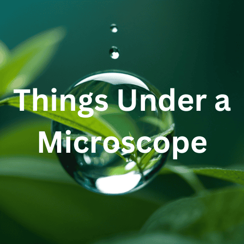 From Mundane to Marvelous Exposing the Amazing Microscopy World of