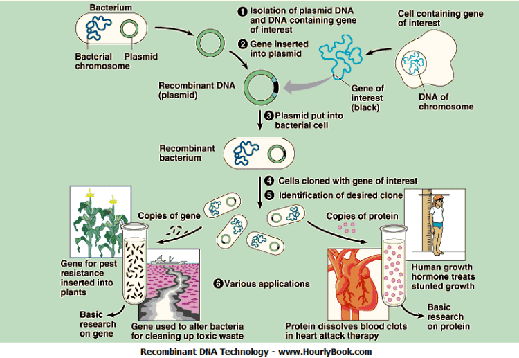 DNA (RDNA) TECHNOLOGY MicroScopia IWM