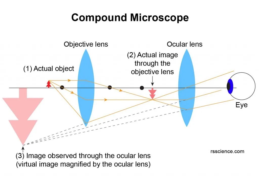 What is a Microscope? Microscopy4kids