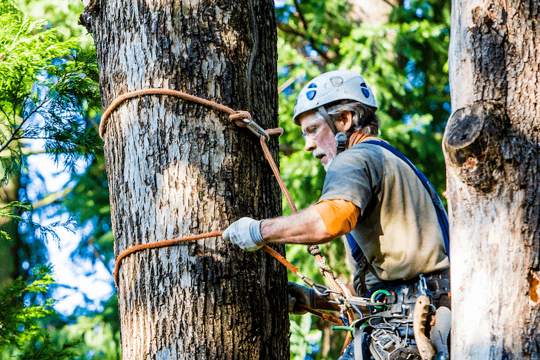 The guide to arborist apprentices and apprenticeships hipages Tips