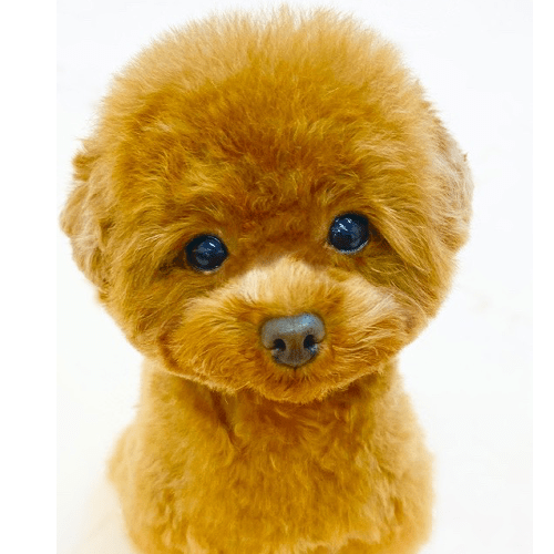 Micro Tea Cup Cafe マイクロティーカップカフェ