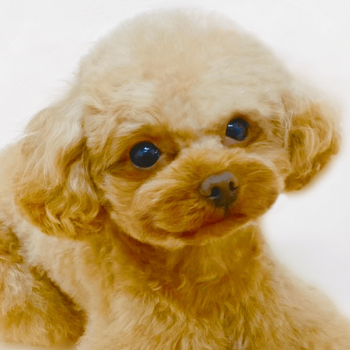 Micro Tea Cup Cafe マイクロティーカップカフェ