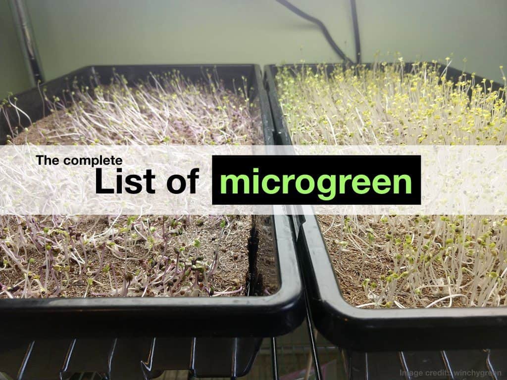 87 Types of Microgreens The Different Varieties and How to Grow