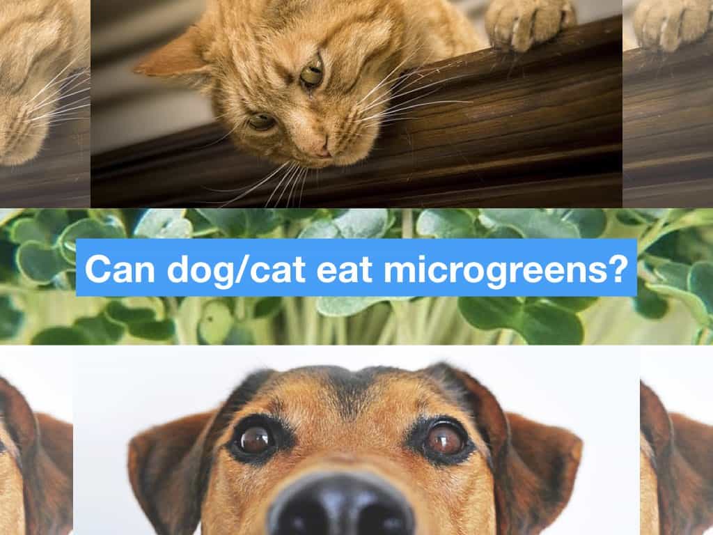 Are dogs and cats OK to eat microgreens? — Microveggy
