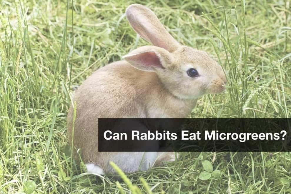Can Rabbits Eat Microgreens? [Good or bad]