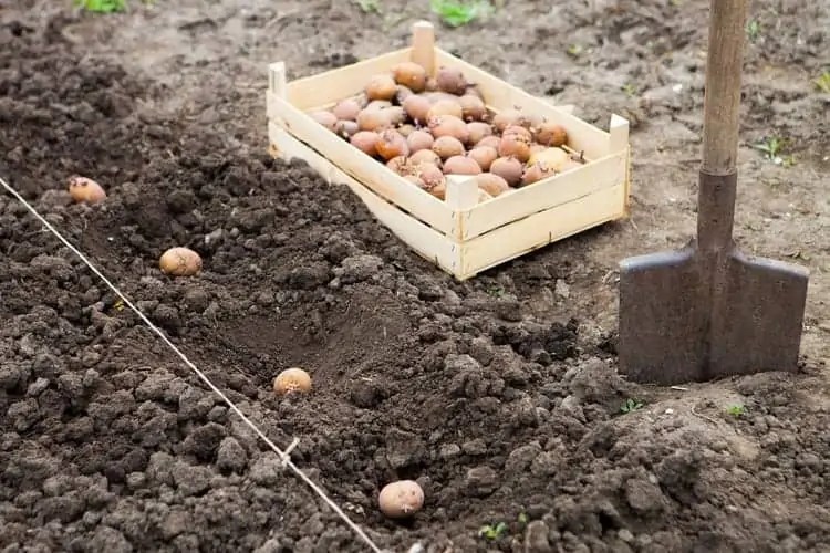 Where To Buy Seed Potatoes 5 Exceptional Places You Can Find Them