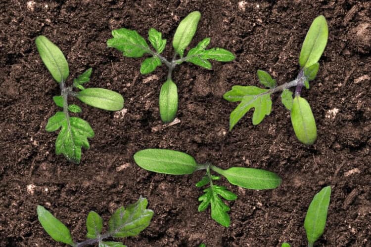 Why are my Tomato Plant Leaves Turning Yellow? Easy Fixes