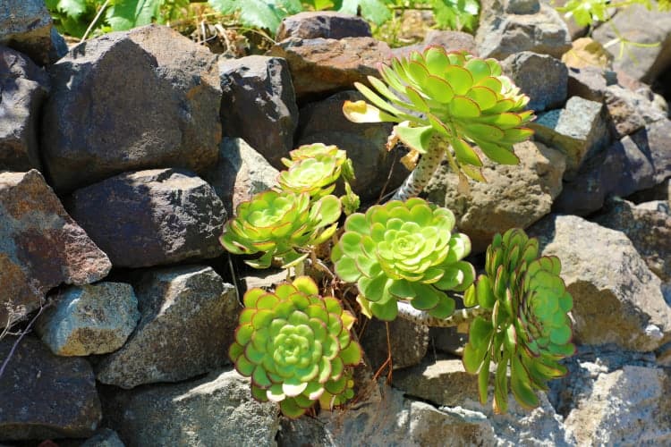 How Long Do Succulents Live? The Definitive Answer