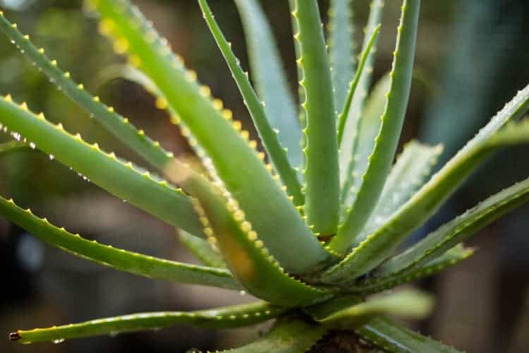 Plants That Look Like Aloe Vera Succulent LookAlikes
