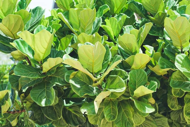 Fiddle Leaf Fig Brown Spots on Leaves [8] Causes You Must Know