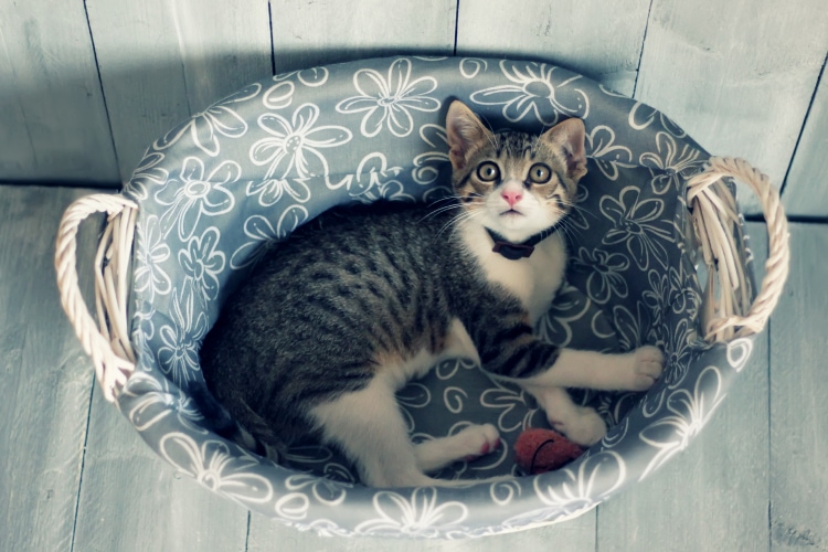 Are Philodendrons Toxic To Cats Are the Poisonous to Pets