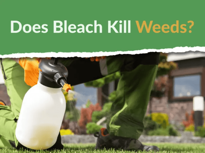 19+ Does Bleach Kill Plants DomenicaWanjiku
