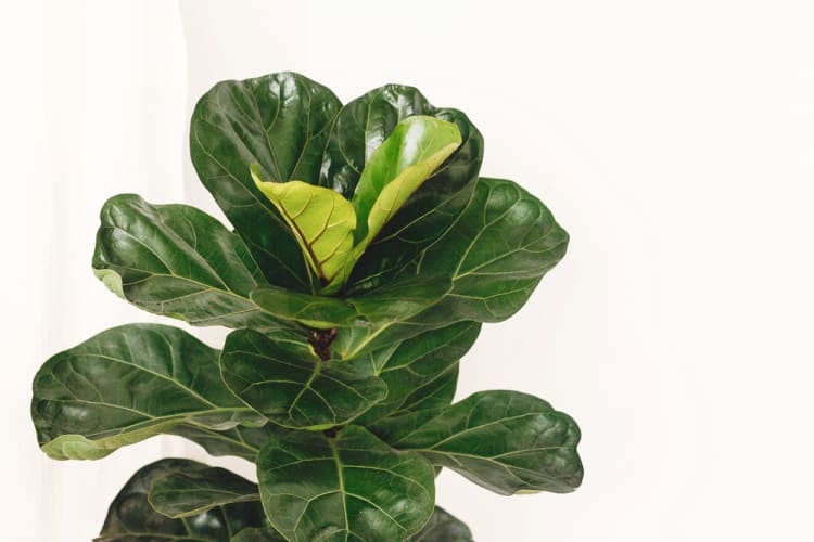 Why are my Fiddle Leaf Fig Tree Leaves Dropping? Causes & Fixes