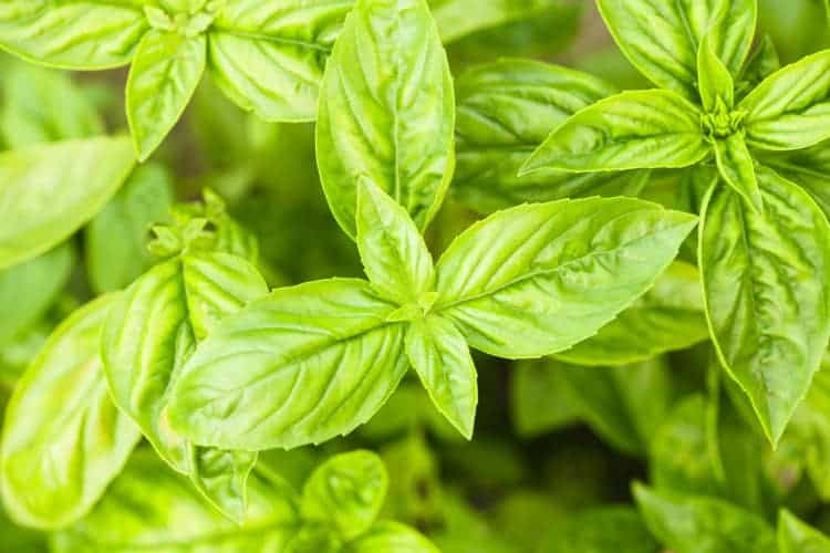 13 Powerful Plants That Repel Flies Naturally