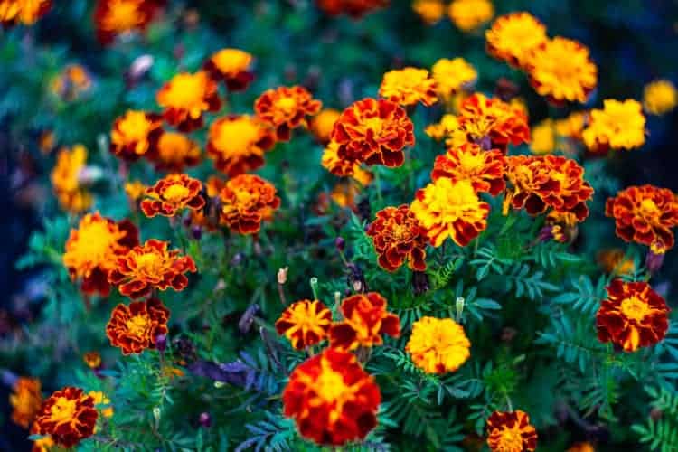 13 Powerful Plants That Repel Flies Naturally