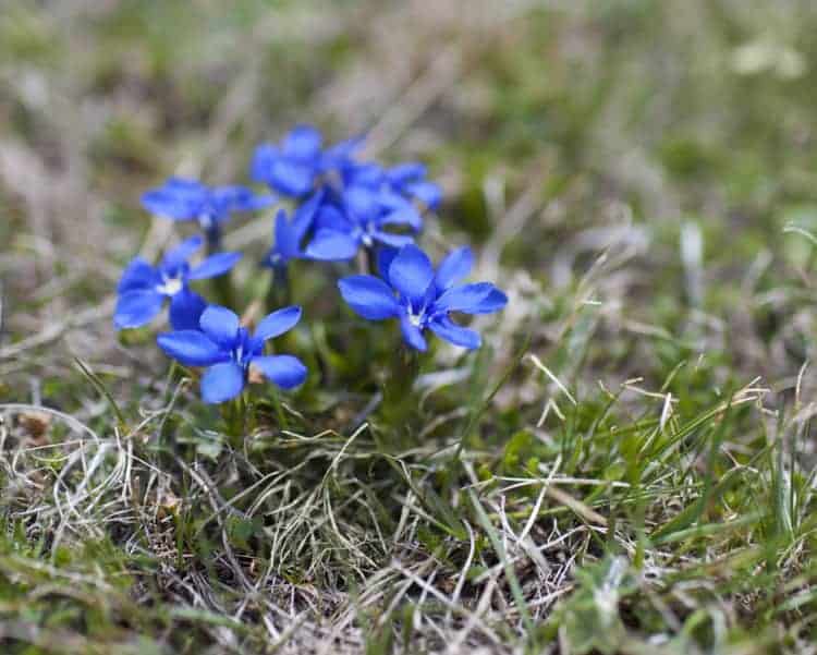 39 Plants That Grow on Rocks in Your Home Garden