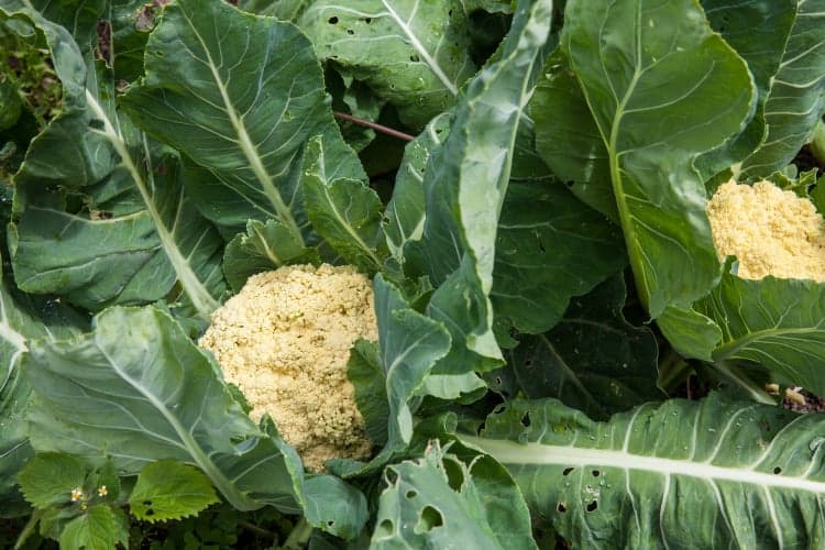 Vegetables That Grow Above the Ground The Ultimate Guide