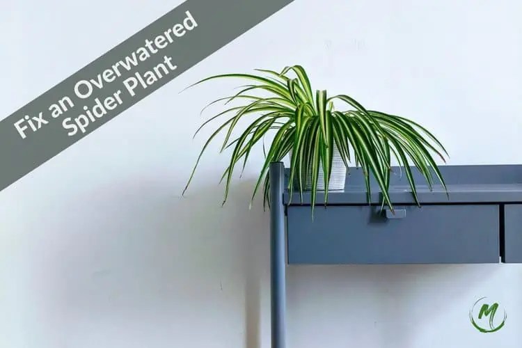 How to Revive an Overwatered Spider Plant? Causes Fixes