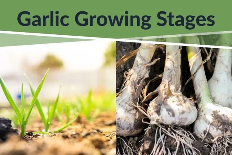 The [8] Garlic Growing Stages The Complete Growth Cycle 2023