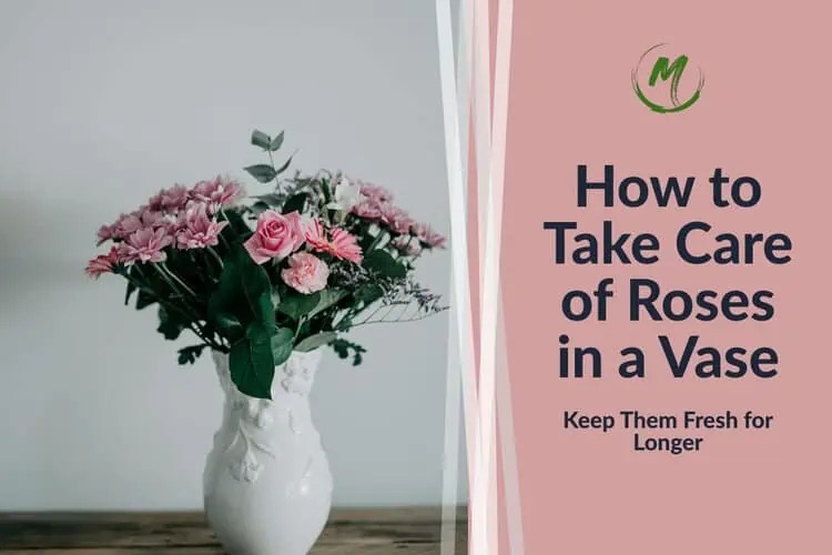 How to Keep Roses Alive for Longer in a Vase Make Them Last!