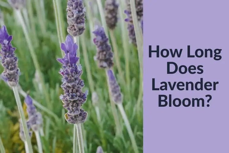 How Long Does Lavender Bloom? How Long Does Blooming Last?